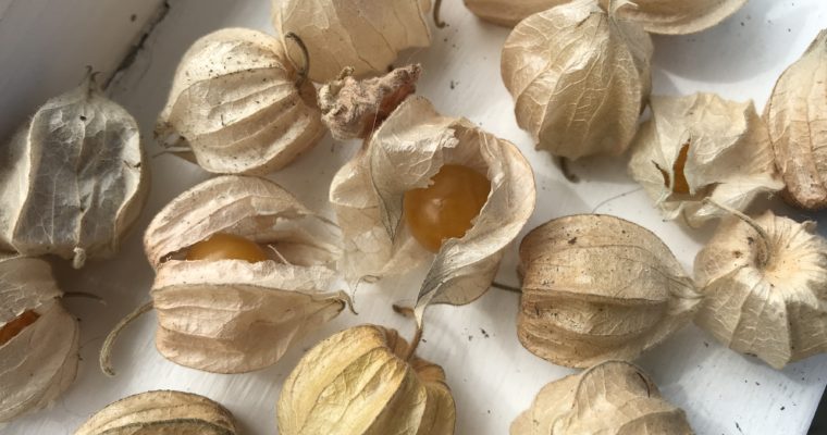 Cape Gooseberries