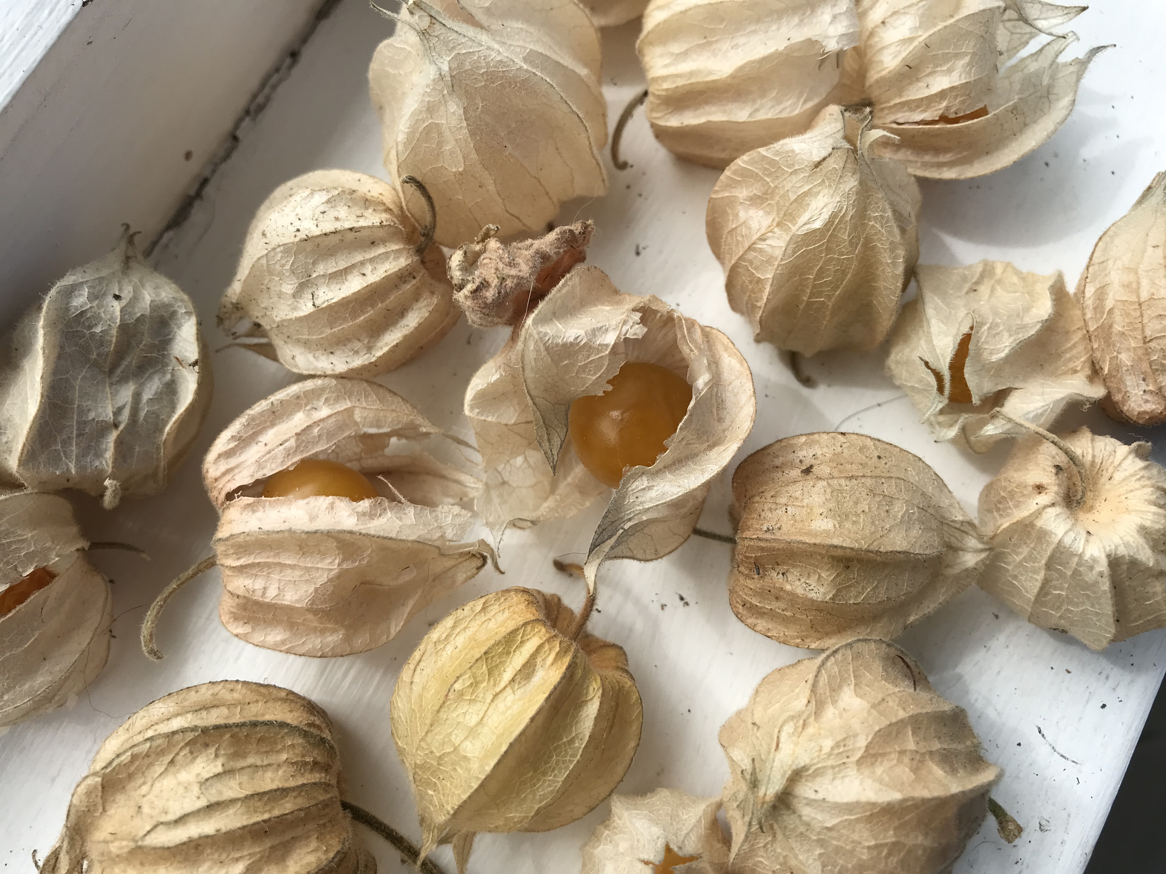 Cape Gooseberries