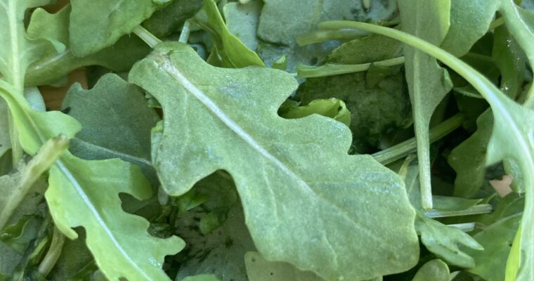Rocket and basil pesto